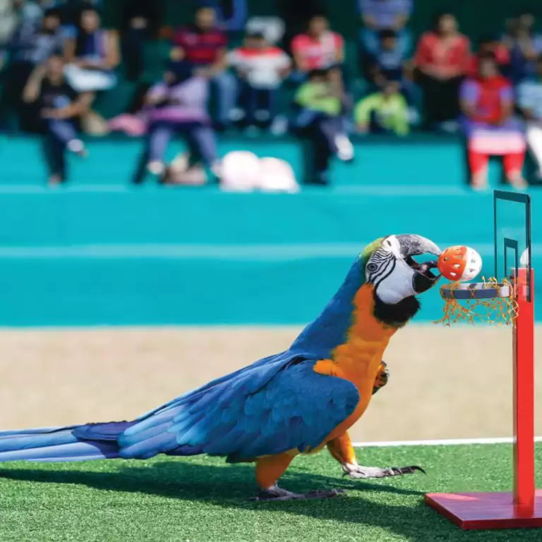 Exotic Bird Show - Dubai Dolphinarium