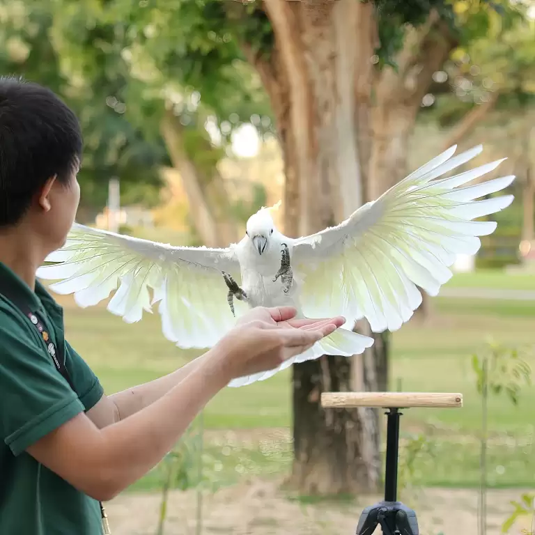 Exotic Bird Show - Dubai Dolphinarium