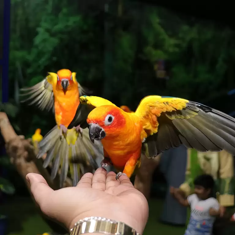 Exotic Bird Show - Dubai Dolphinarium