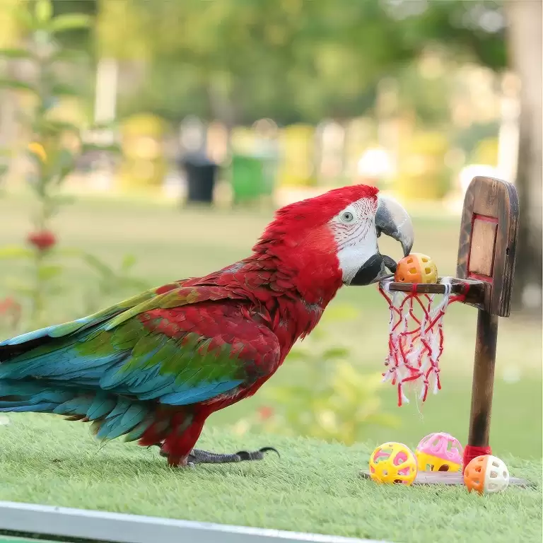 Exotic Bird Show - Dubai Dolphinarium