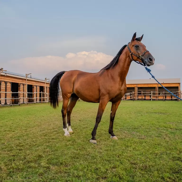 Horse Riding at Al Marmoom Oasis With Transfer