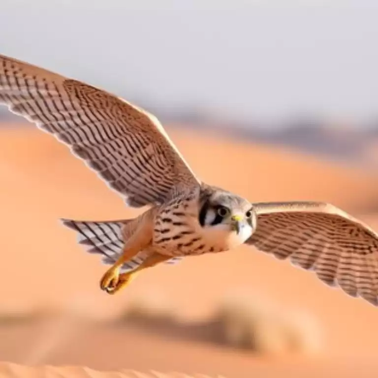Premium Adventure Balloon Flight with camel ride and Breakfast