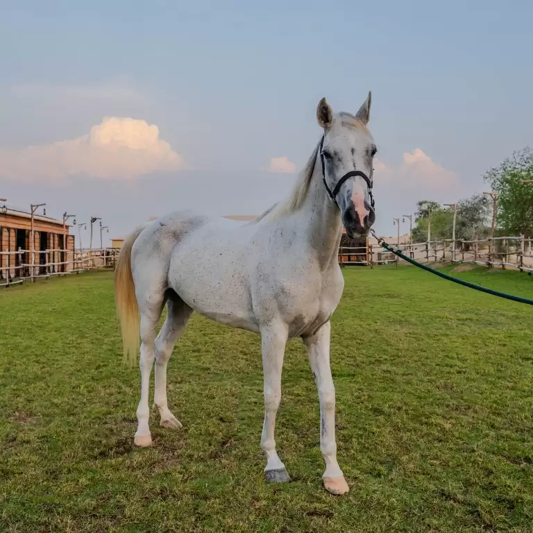Sunset Horse Riding at Al Marmoom Oasis with a 6-Course Bedouin Dinner