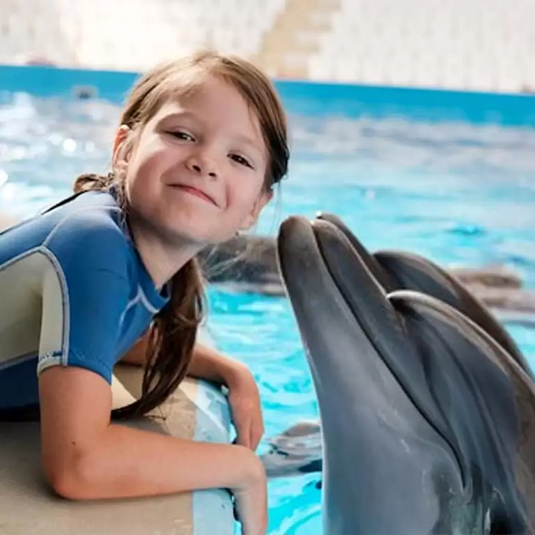 Swimming With Dolphins - Dubai Dolphinarium