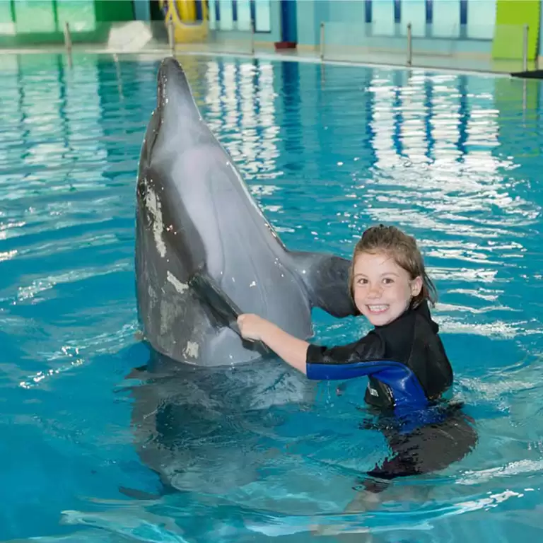 Swimming With Dolphins - Dubai Dolphinarium