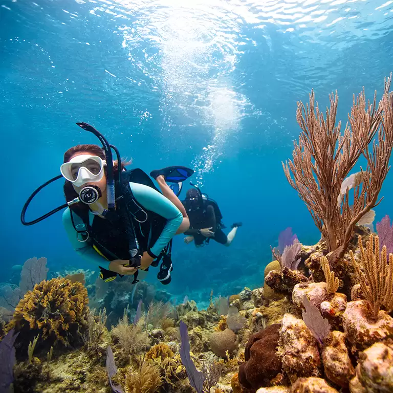 Dive & Snorkel Trips in Fujairah