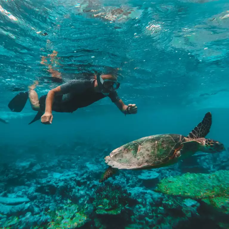 Dive & Snorkel Trips in Fujairah