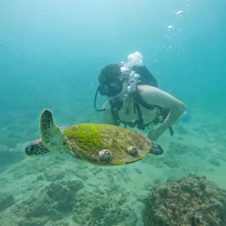 Dive & Snorkel Trips in Fujairah