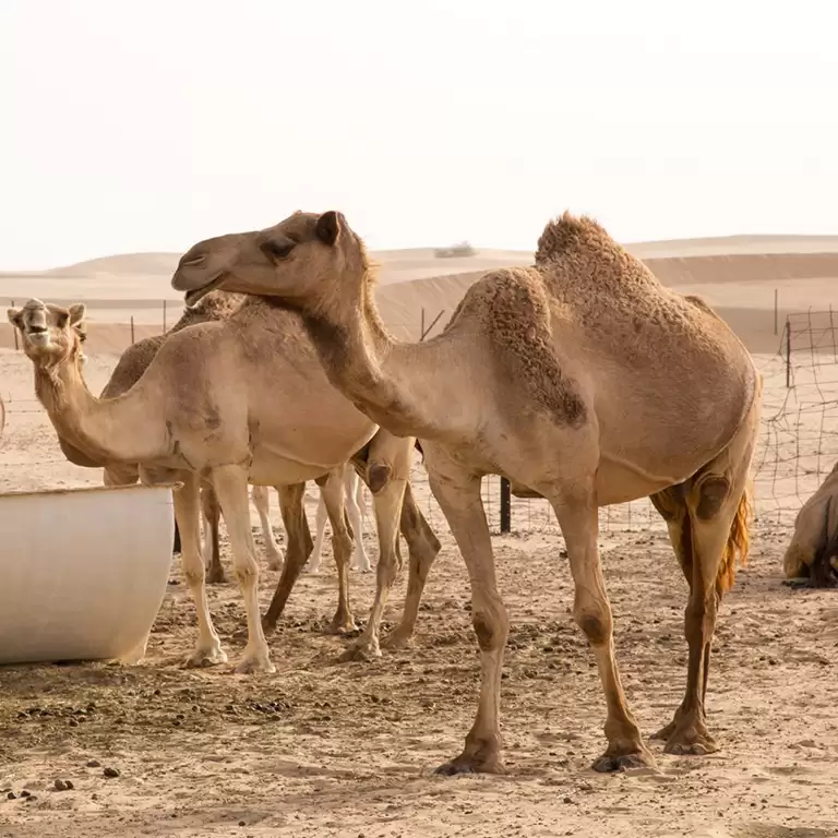 Desert Safari in RAK: Dune Bashing, Sand Boarding and a Camel Ride