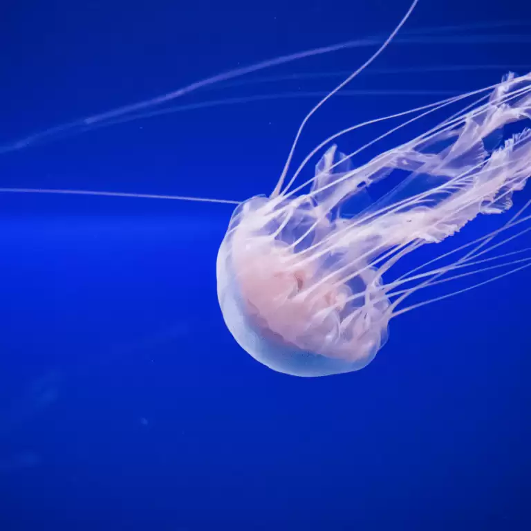 SEA LIFE London Aquarium - Entry Ticket