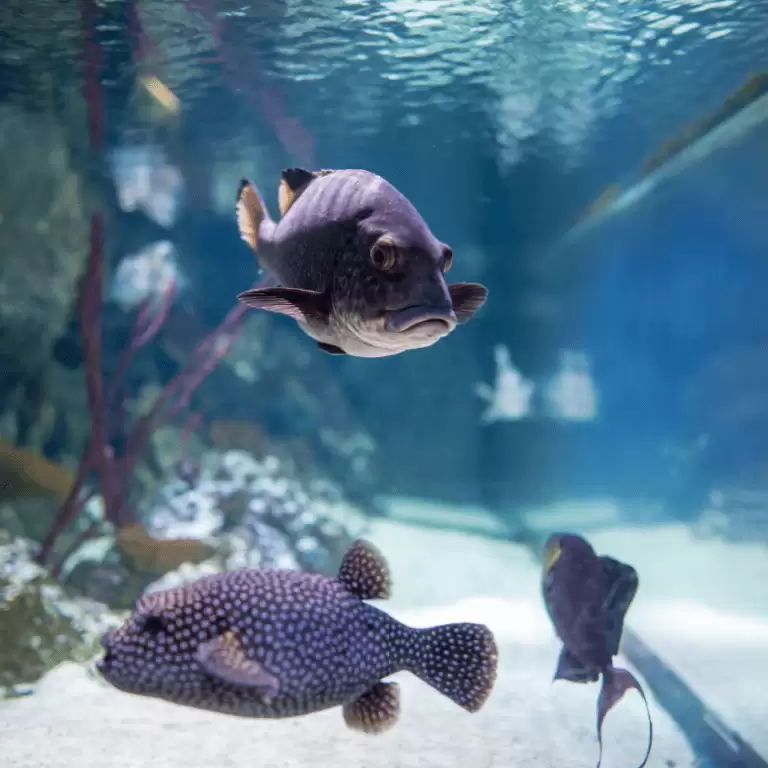 SEA LIFE London Aquarium - Entry Ticket