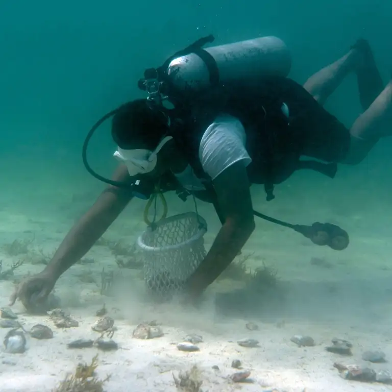 موتی کی سنورکلنگ