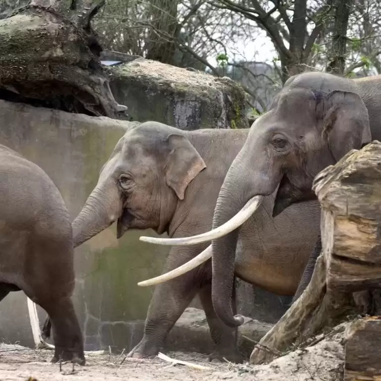 ARTIS Amsterdam Royal Zoo: Entry Ticket
