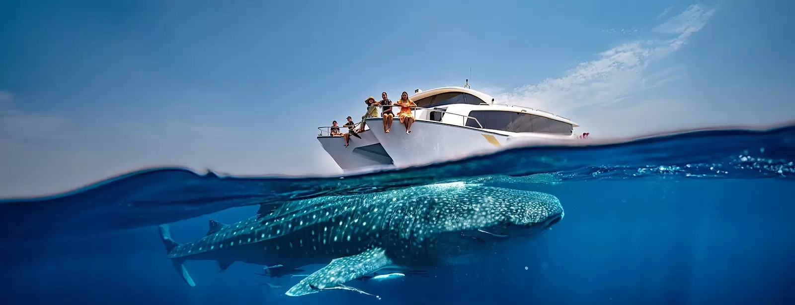 Whale Sharks Sighting - Qool Qatar