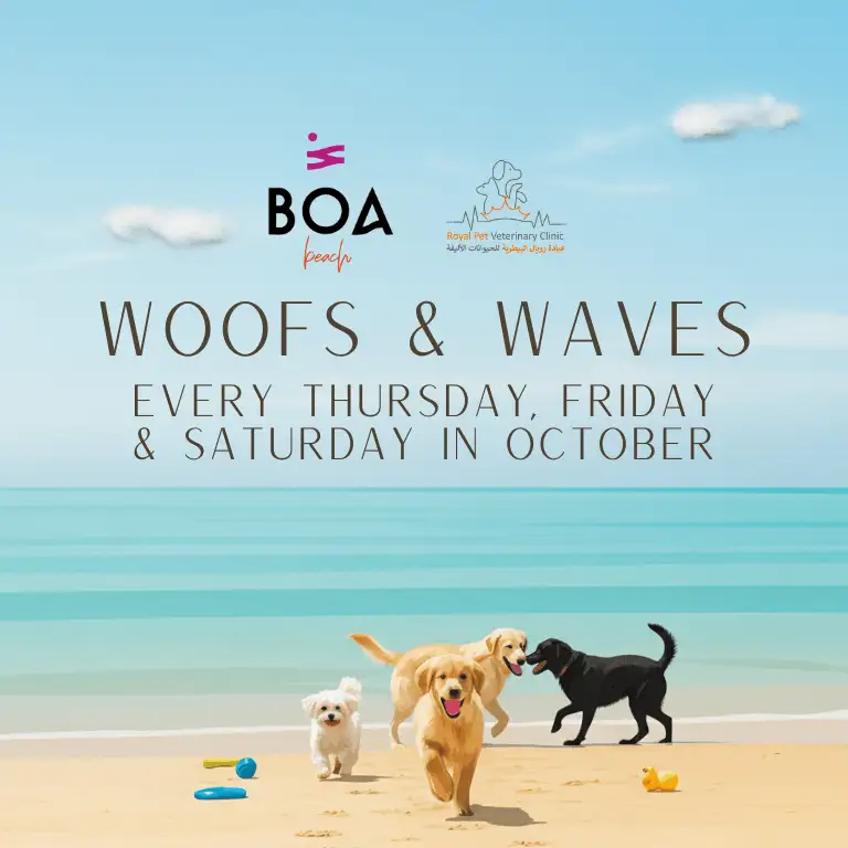 Woofs & Waves at Boa the Beach