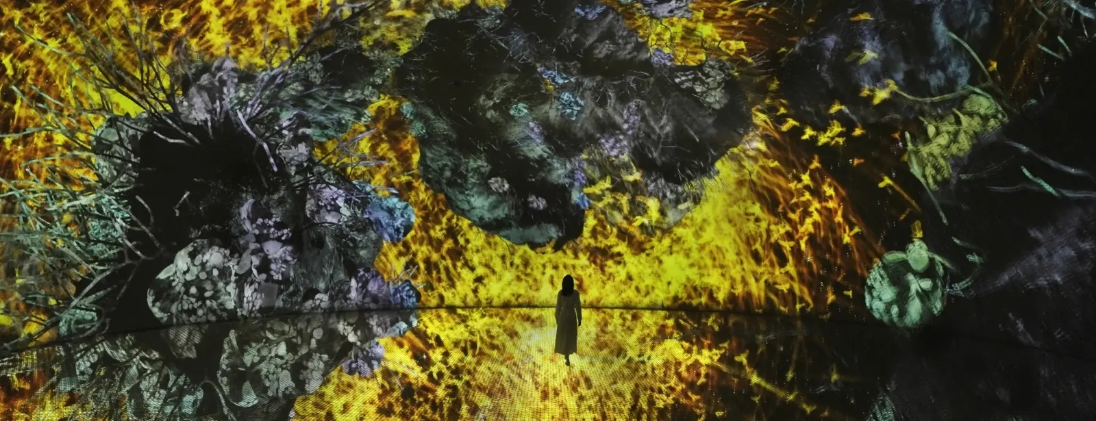 TeamLab Phenomena + Louvre Abu Dhabi - Combo