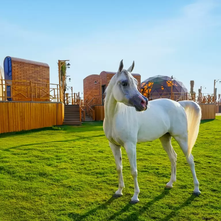 Al Marmoom Domes Desert Glamping & Dining experience in Dubai