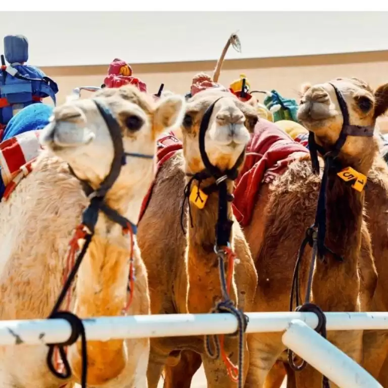 Camelicious Dubai