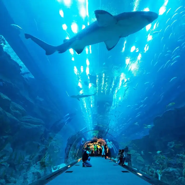 Dubai Aquarium & Underwater Zoo - Gold
