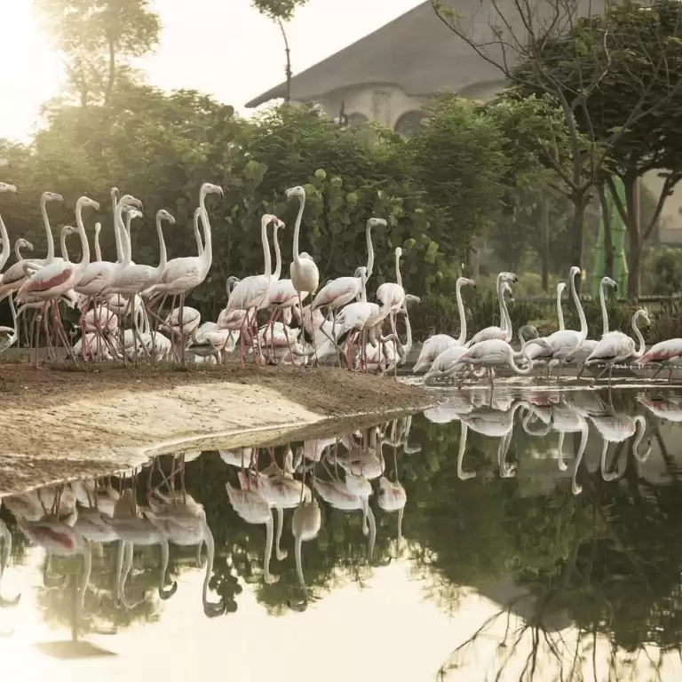 Dubai Safari Park