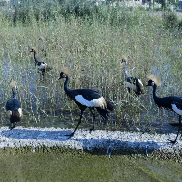 Dubai Safari Park