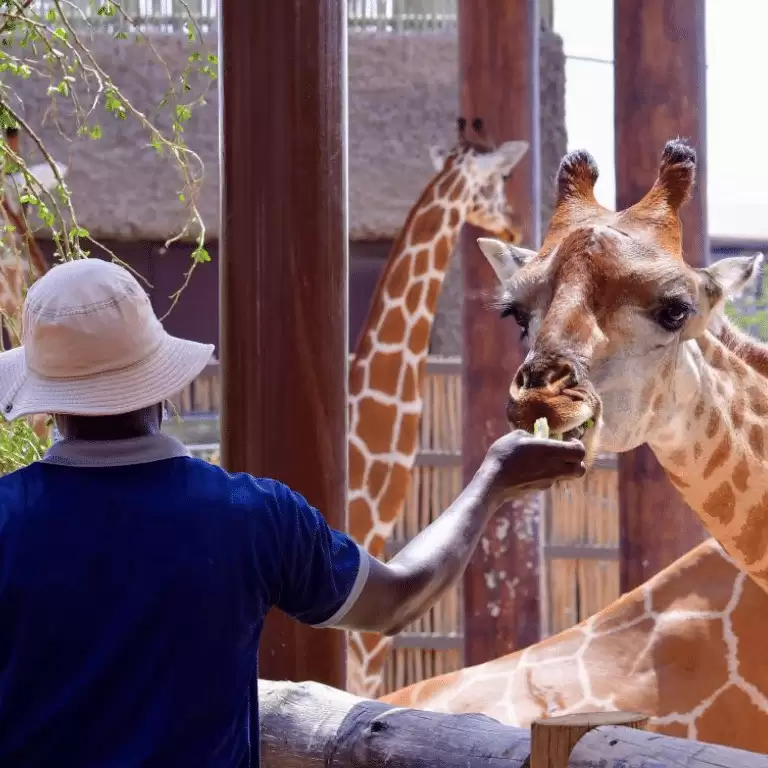 Dubai Safari Park