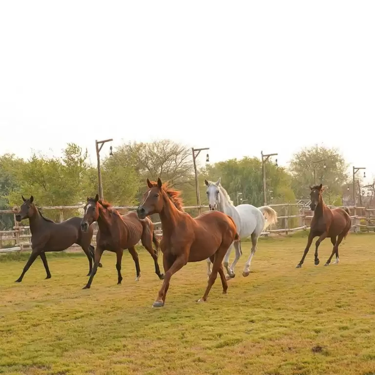 Horse Riding with Open Buffet Dinner & Shows