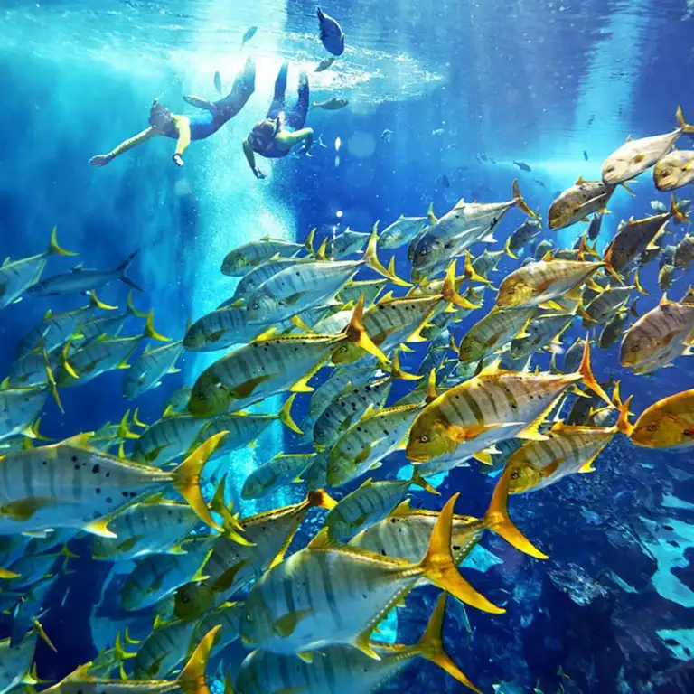 Kayıp Dünya Akvaryumu - Kayıp Odalar Akvaryumu olarak da bilinir