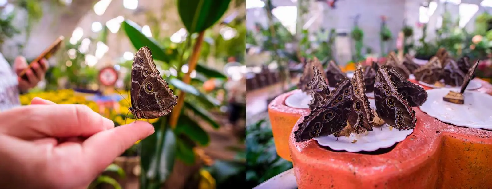 Miracle Garden + Butterfly Garden - Combo