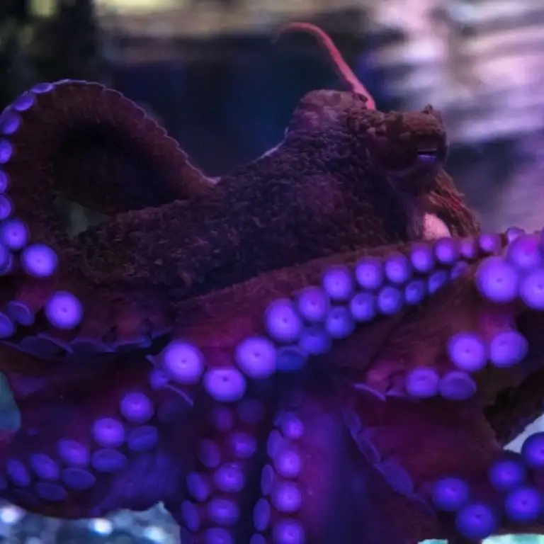 सी लाइफ बर्मिंघम