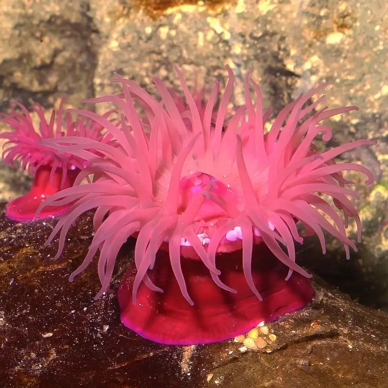 सी लाइफ बर्मिंघम