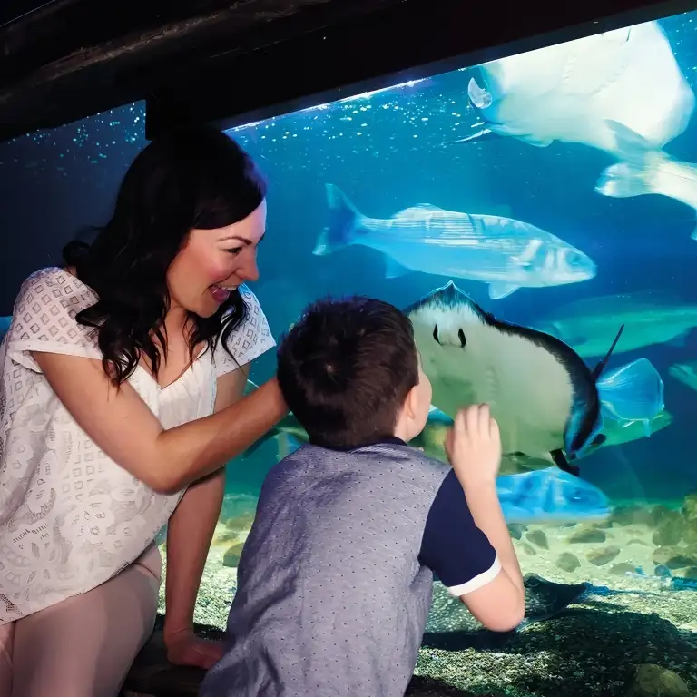 सी लाइफ बर्मिंघम