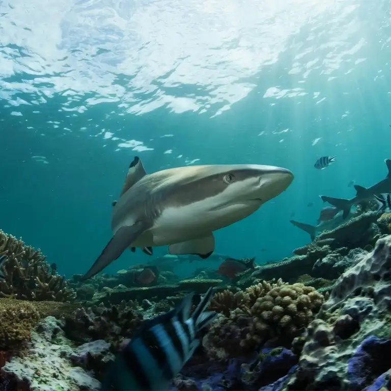 सी लाइफ बर्मिंघम