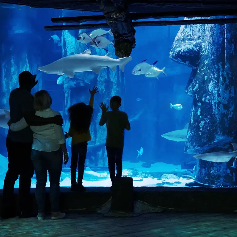 سي لايف برمنغهام