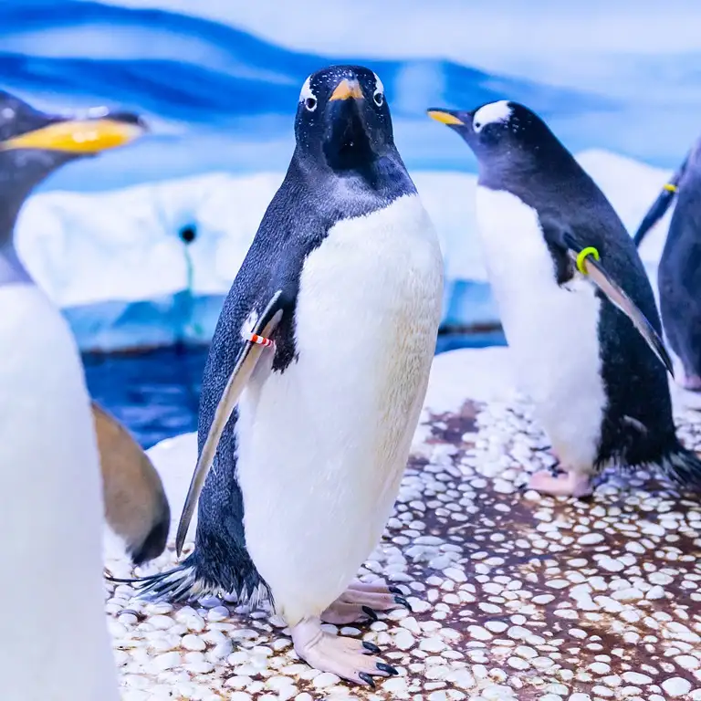 سي لايف برمنغهام