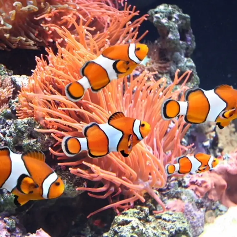 سي لايف برمنغهام