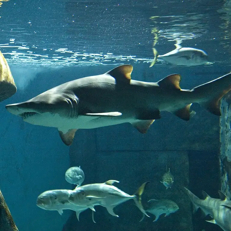 سي لايف برمنغهام