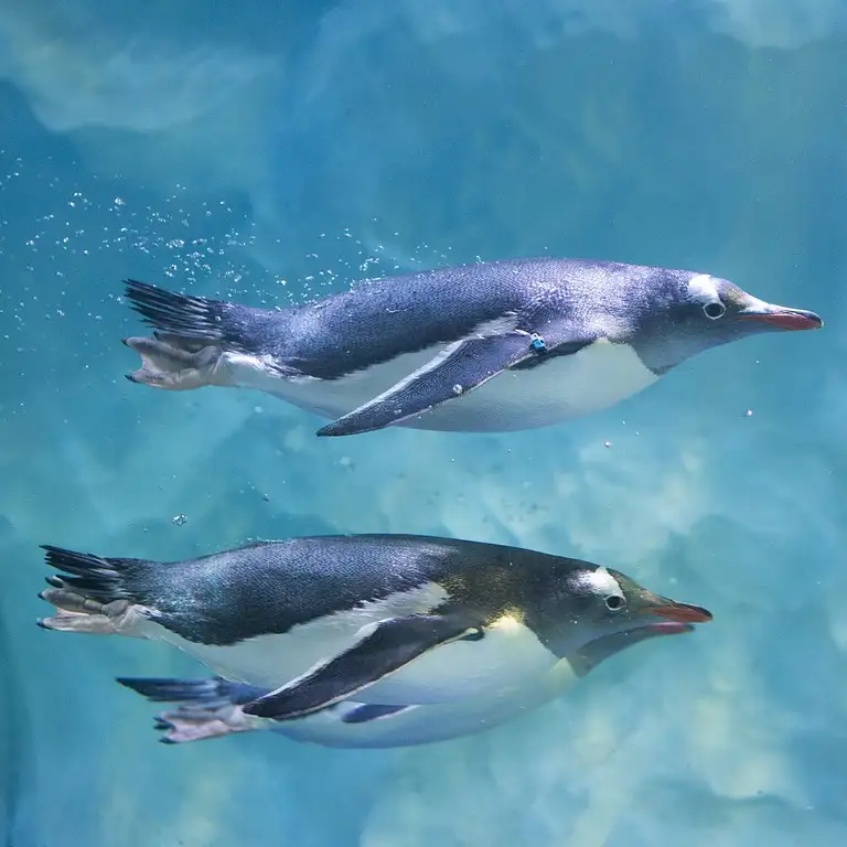 سي لايف برمنغهام