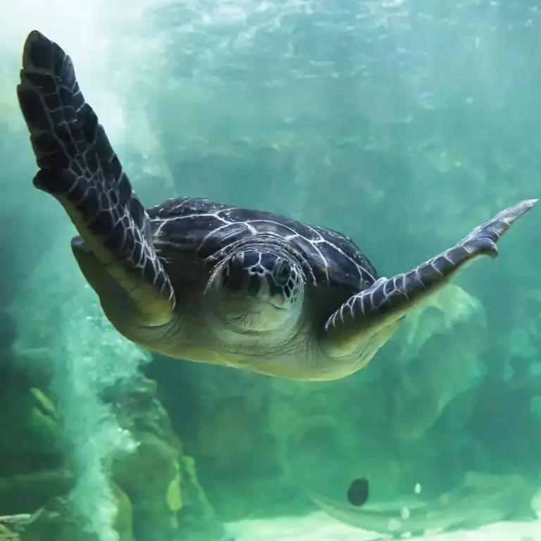 सी लाइफ ब्राइटन