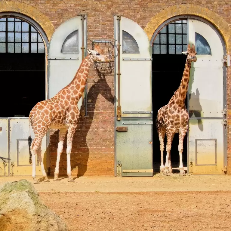 London Zoo: Entry Ticket