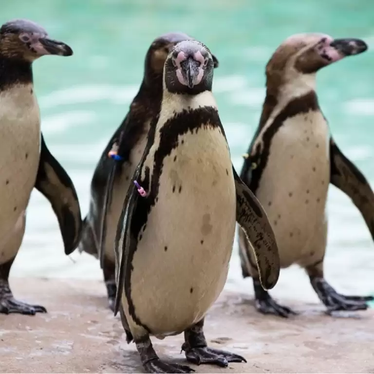 London Zoo: Entry Ticket