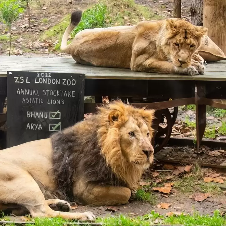 London Zoo: Entry Ticket