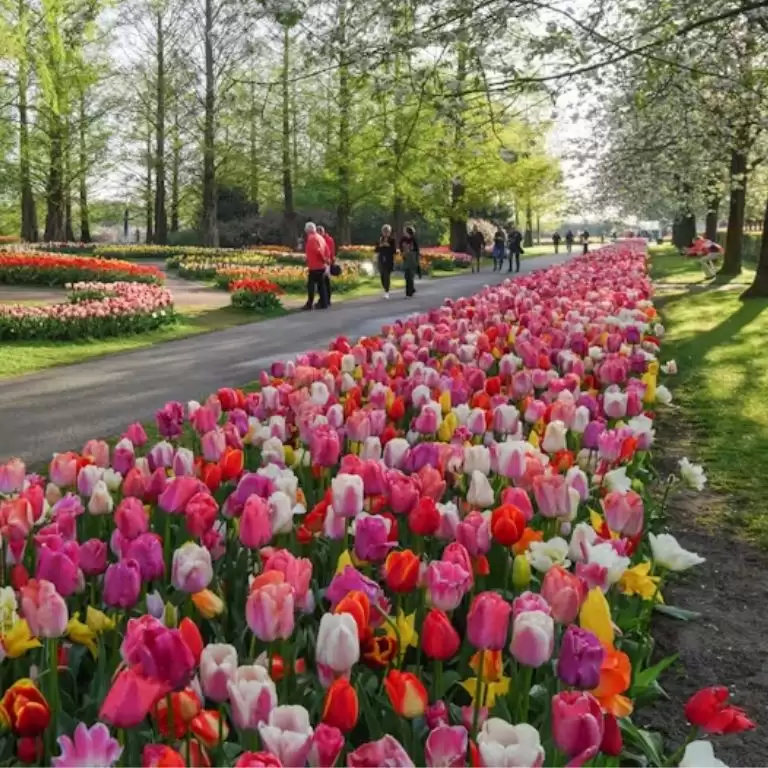 Keukenhof Gardens with transport