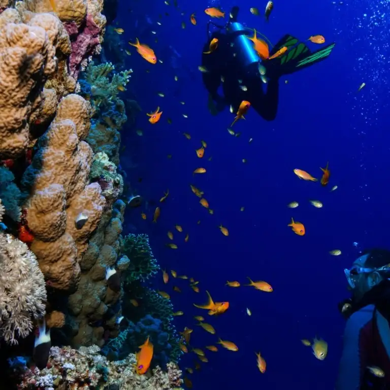 Diving Experience in Khasab