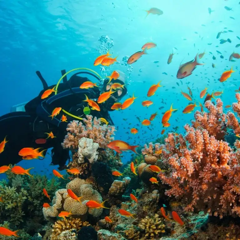 Diving Experience in Khasab