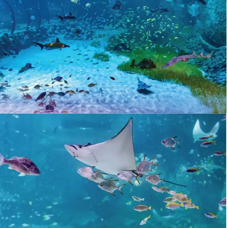 Ulusal Akvaryum + Louvre Abu Dabi - Kombin