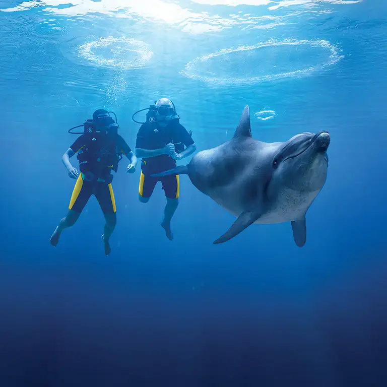 Dolphin Bay Experiences at Atlantis The Palm