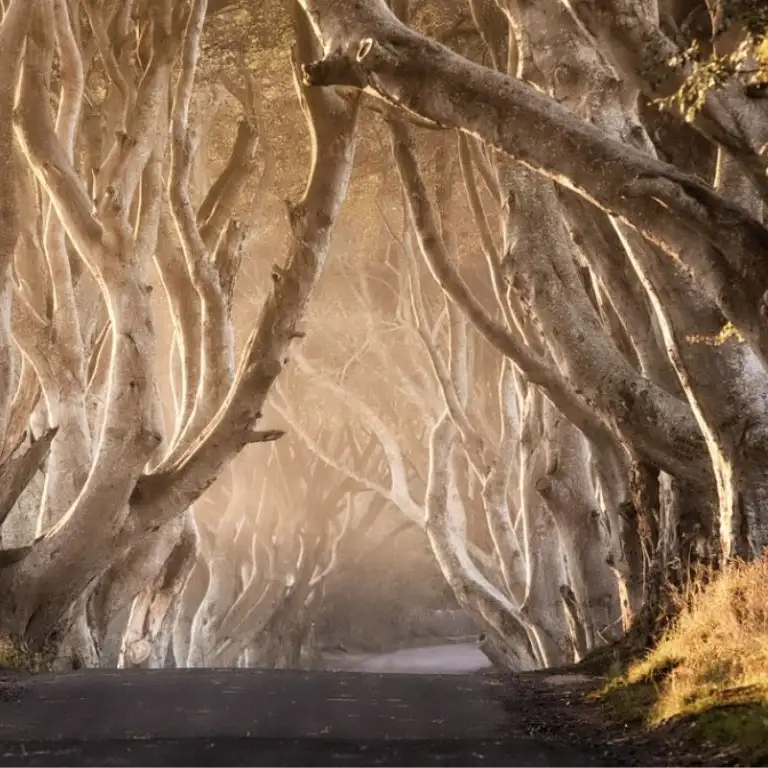 From Belfast Giant’s Causeway and Game of Thrones Day Tour