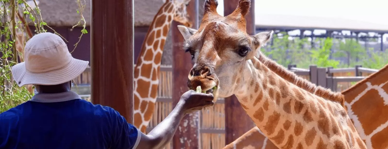 Dubai Safari Park