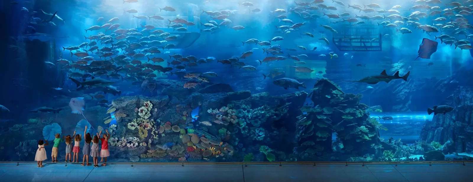 Dubai Aquarium & Underwater Zoo - Explorer Experience